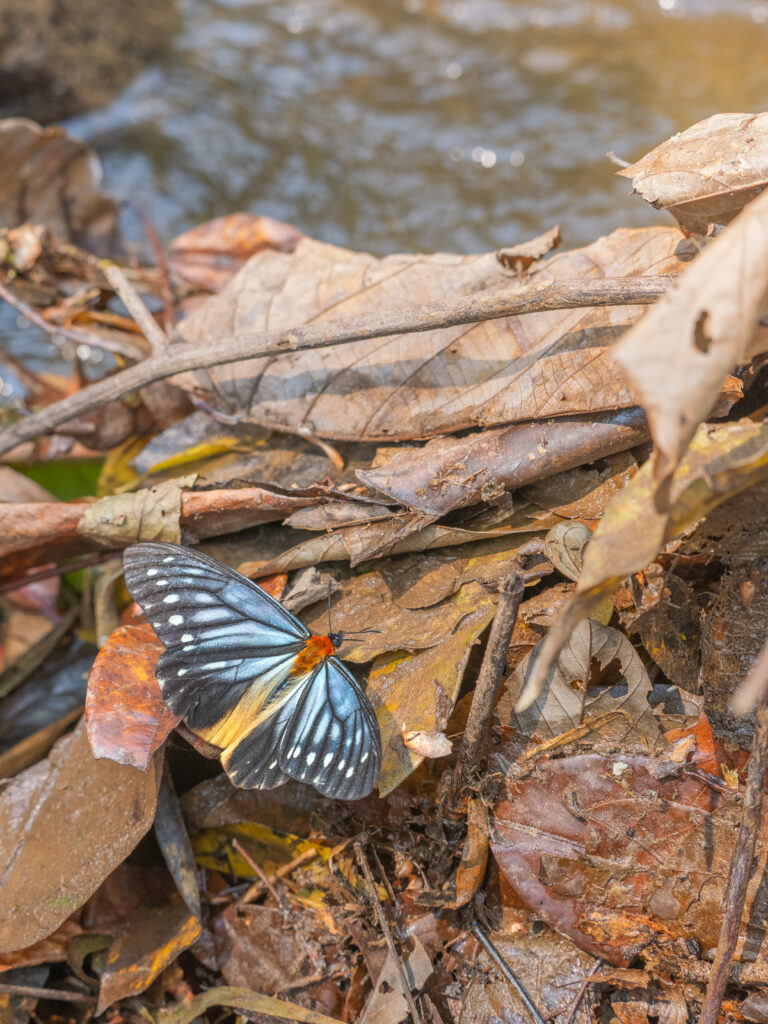 オオクビワチョウ-Calinaga sudassana