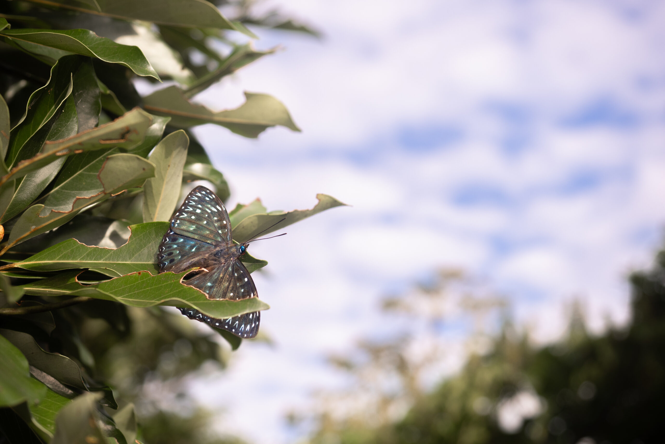 スミナガシ-Dichorragia nesimachus