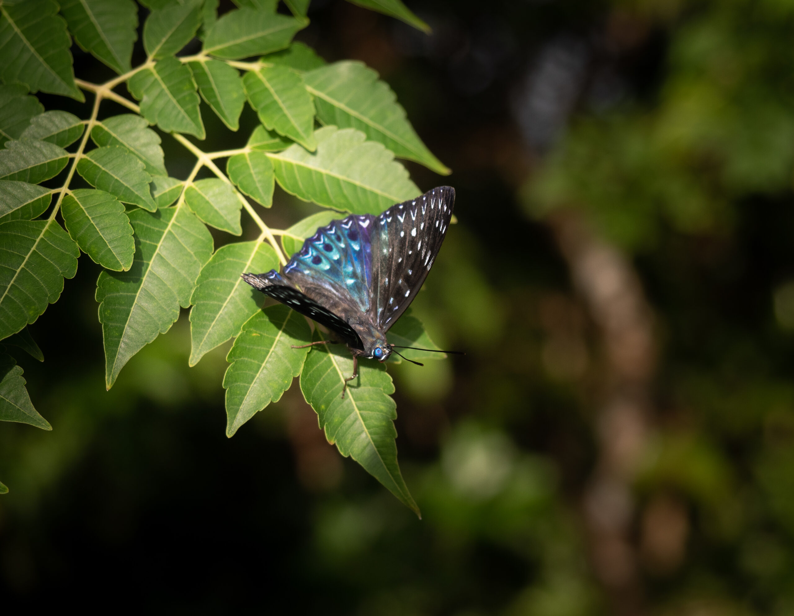 スミナガシ-Dichorragia nesimachus