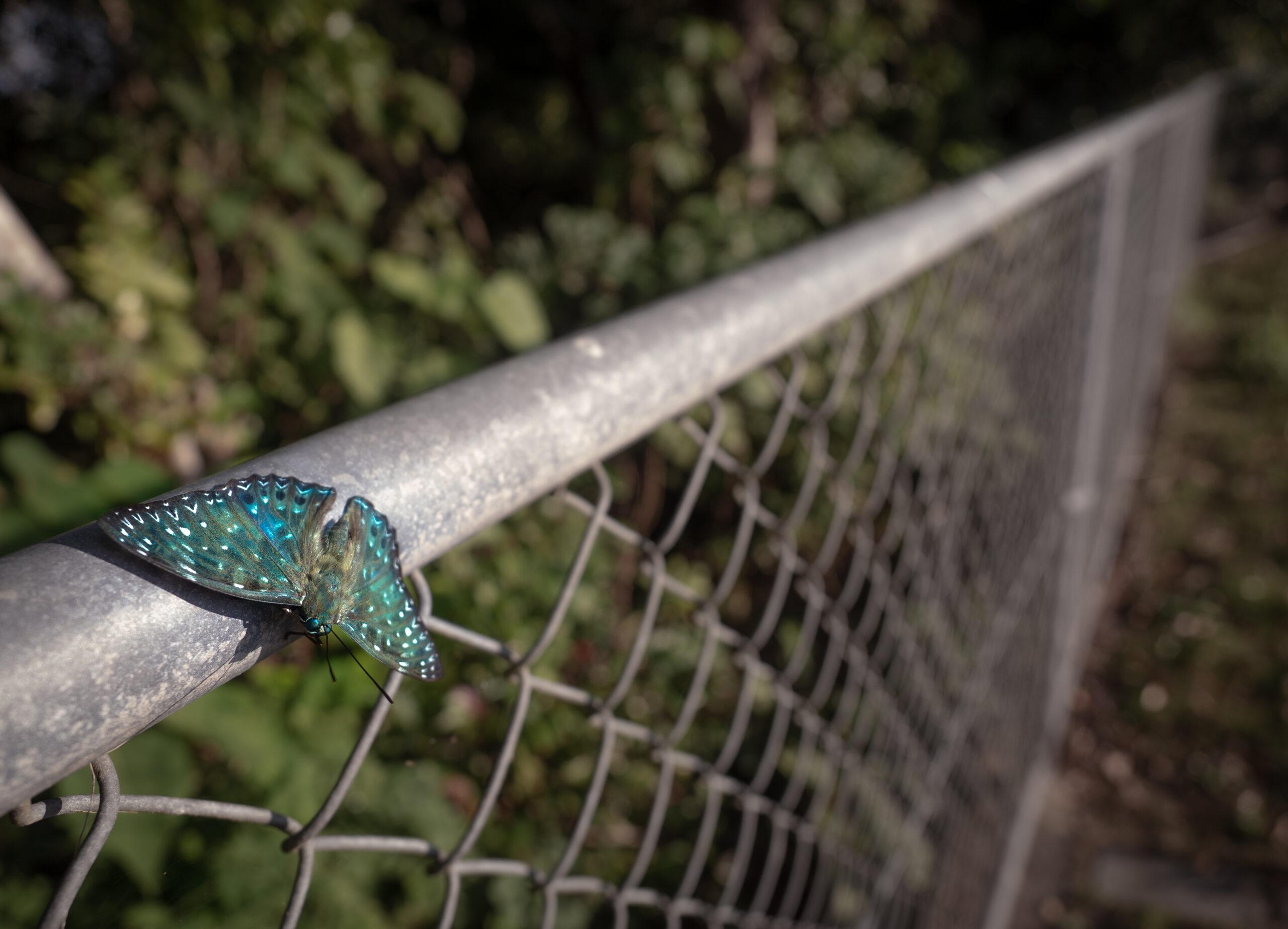 スミナガシ-Dichorragia nesimachus