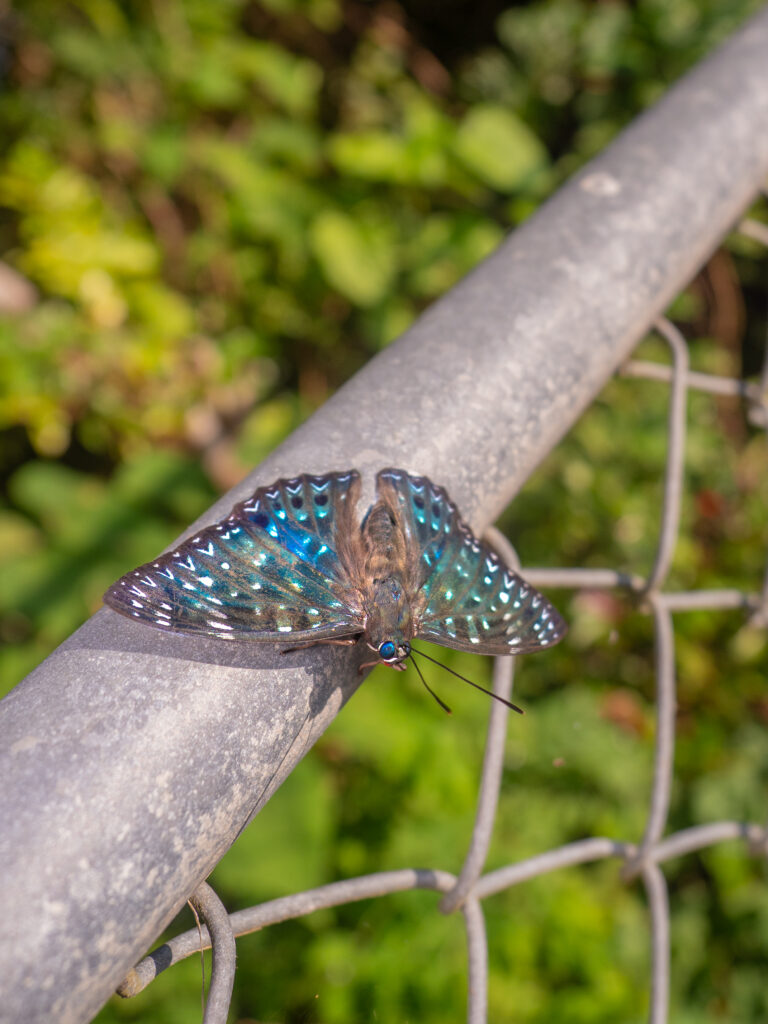 スミナガシ-Dichorragia nesimachus