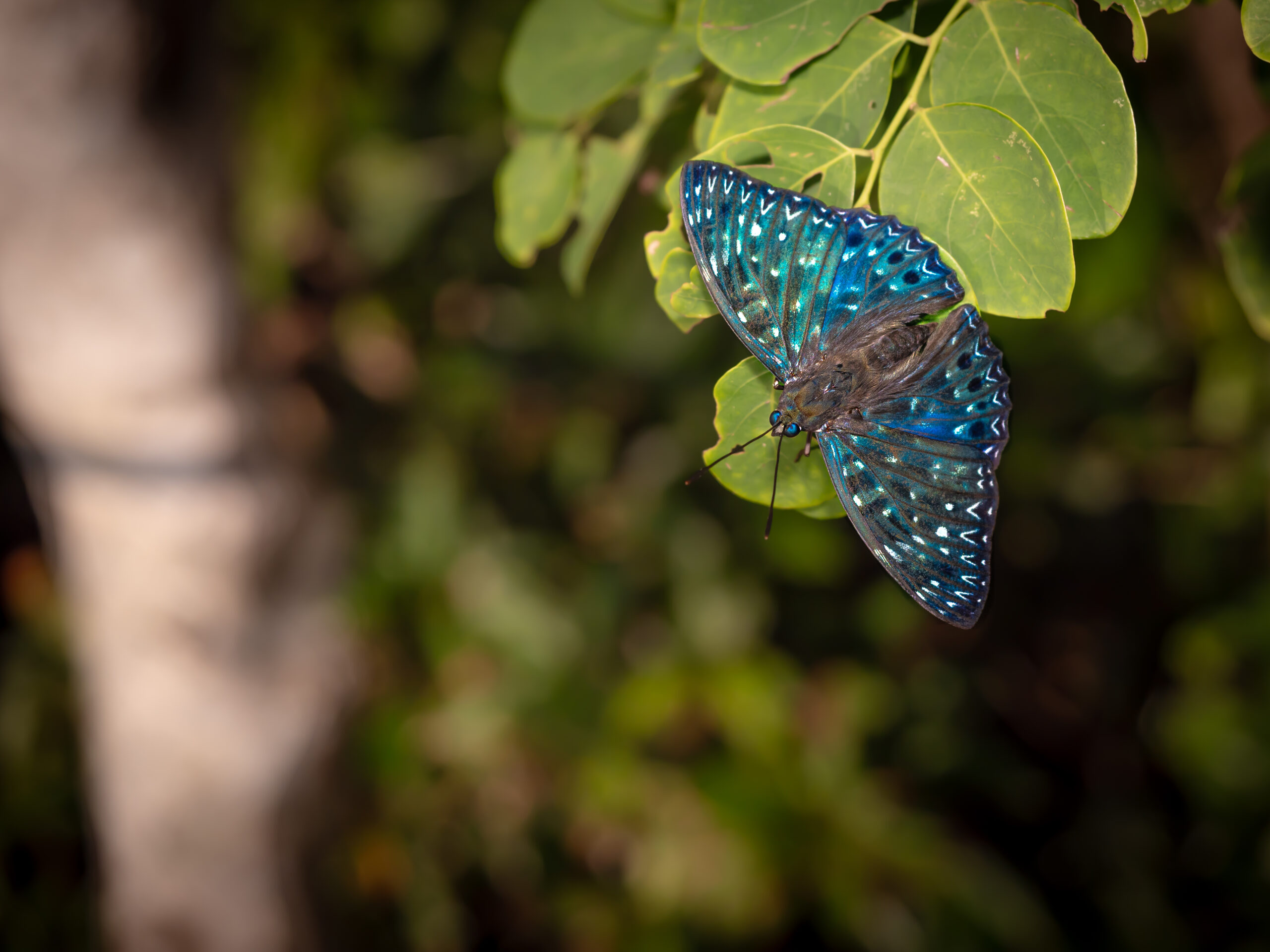 スミナガシ-Dichorragia nesimachus