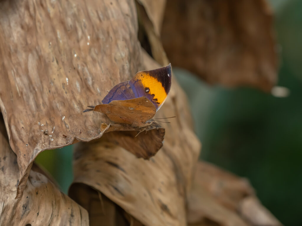 コノハチョウ-Kallima inachus