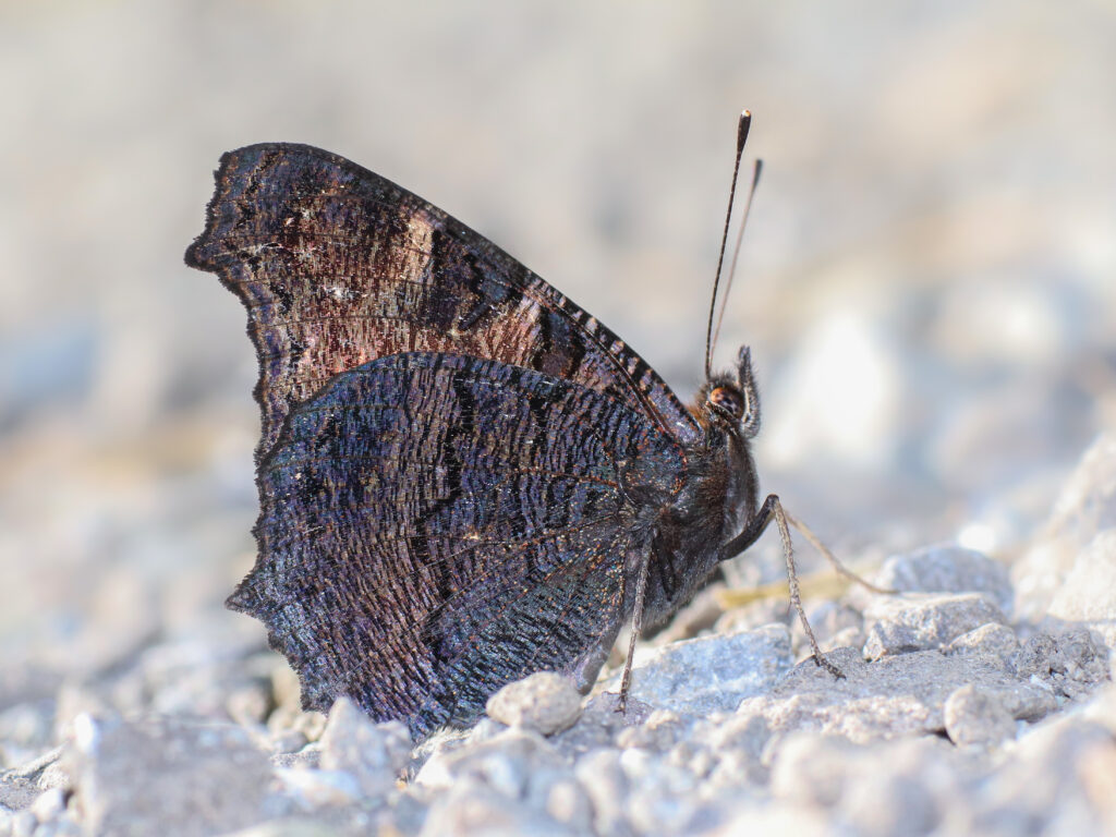 クジャクチョウ-Inachis io