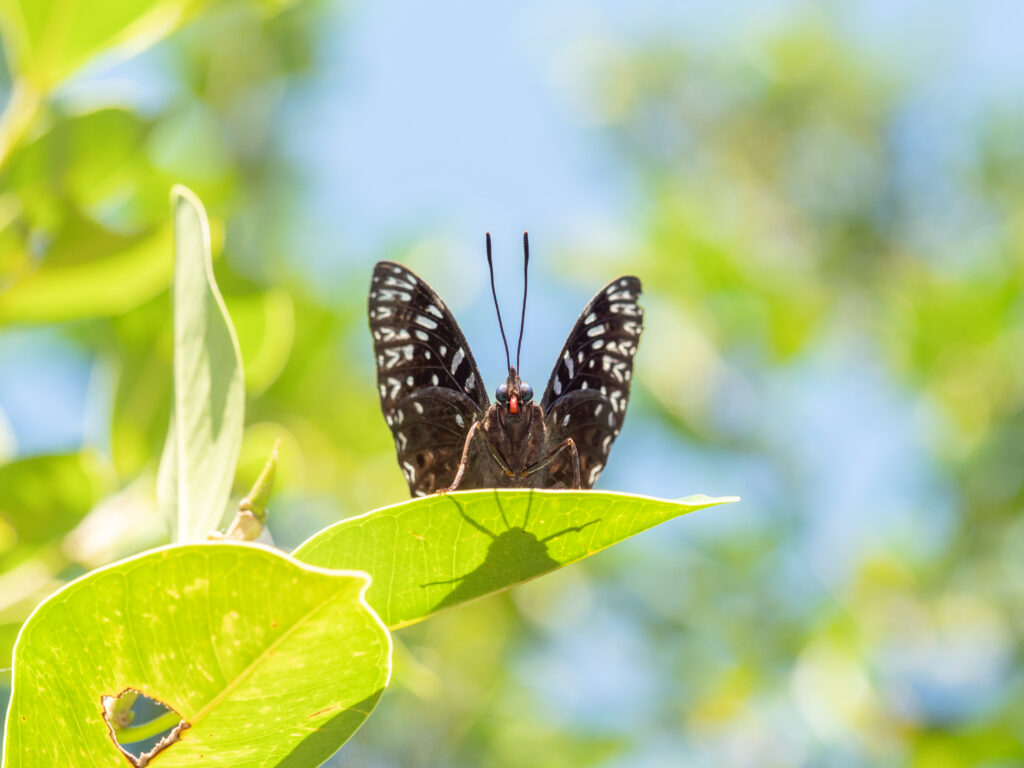 スミナガシ-Dichorragia nesimachus