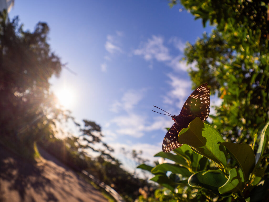 スミナガシ-Dichorragia nesimachus