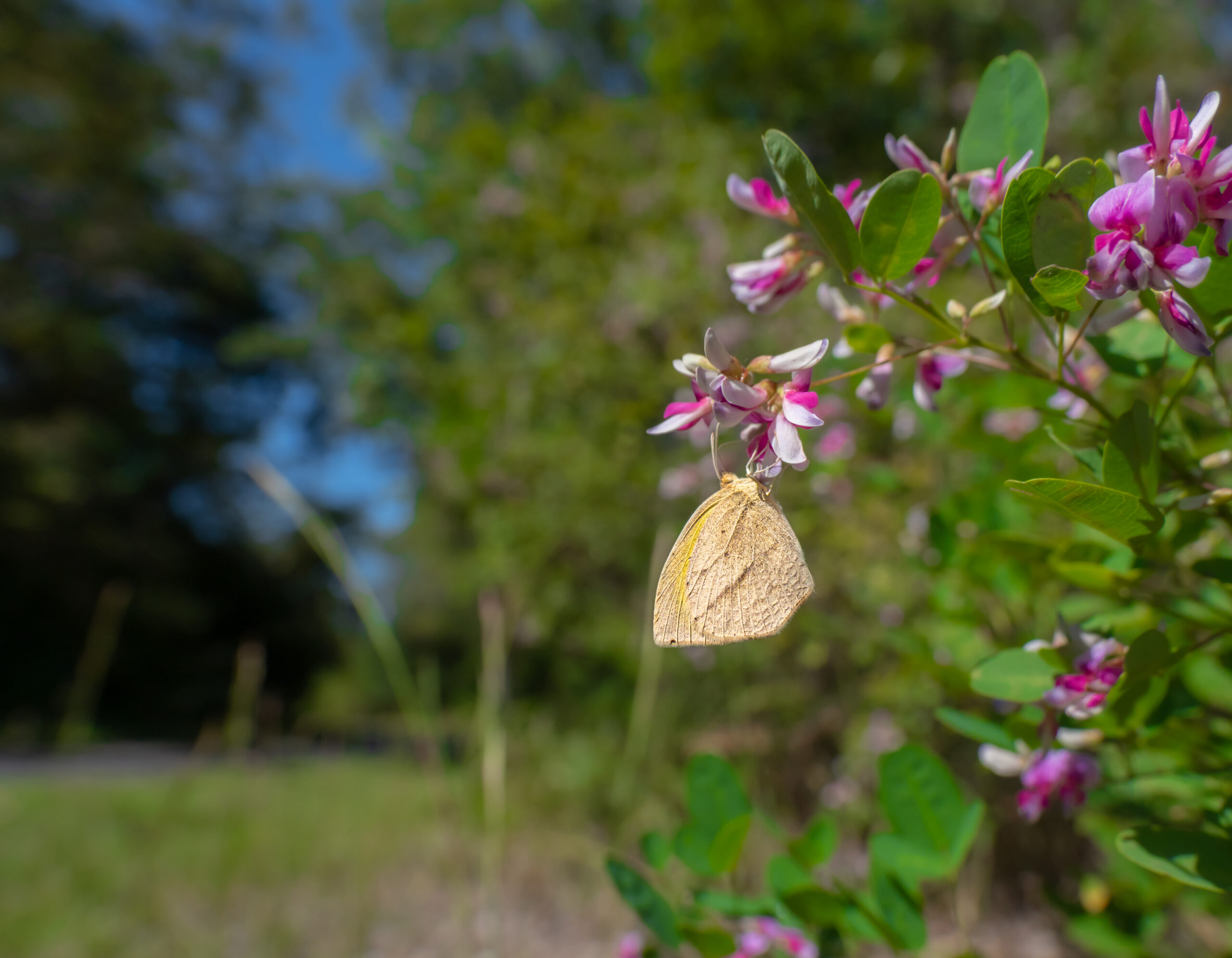 ツマグロキチョウ-Eurema laeta