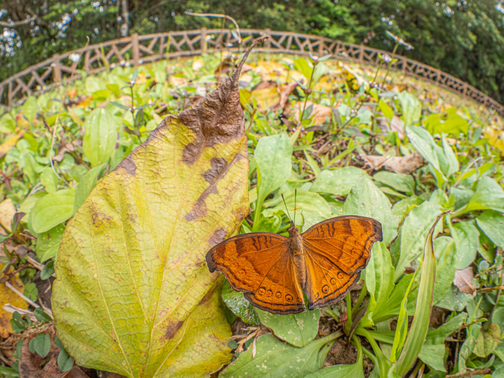 イワサキタテハモドキ-Junonia hedonia