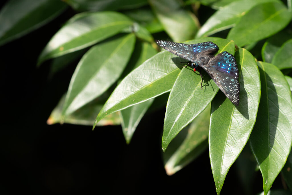 スミナガシ-Dichorragia nesimachus