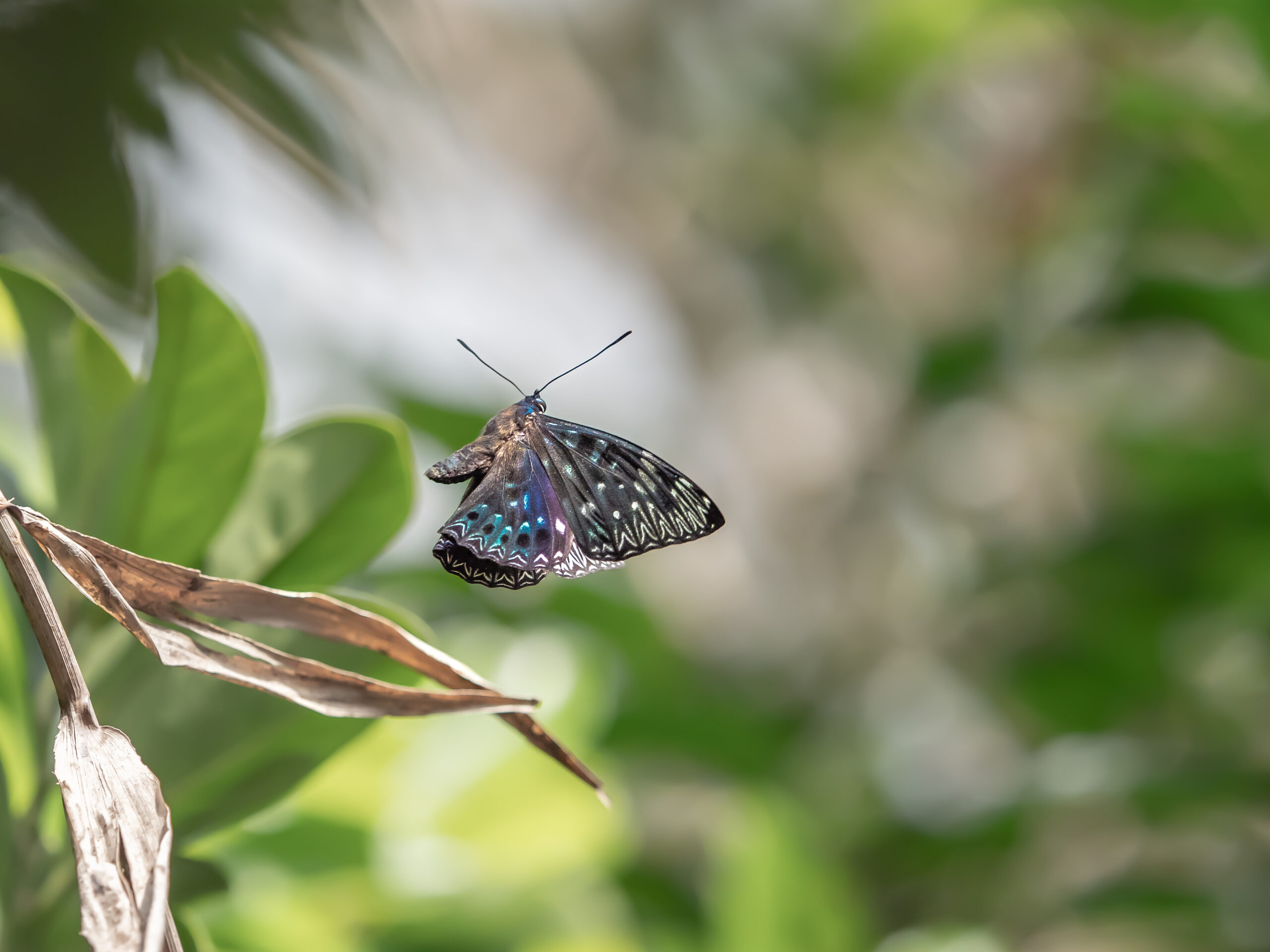 スミナガシ-Dichorragia nesimachus