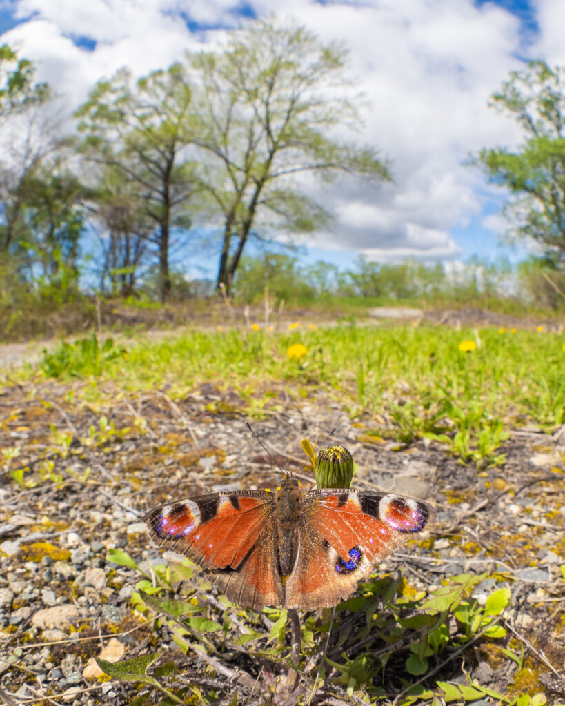 クジャクチョウ-Inachis io