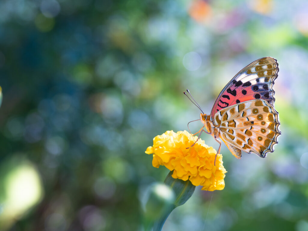 ツマグロヒョウモン-Argyreus hyperbius