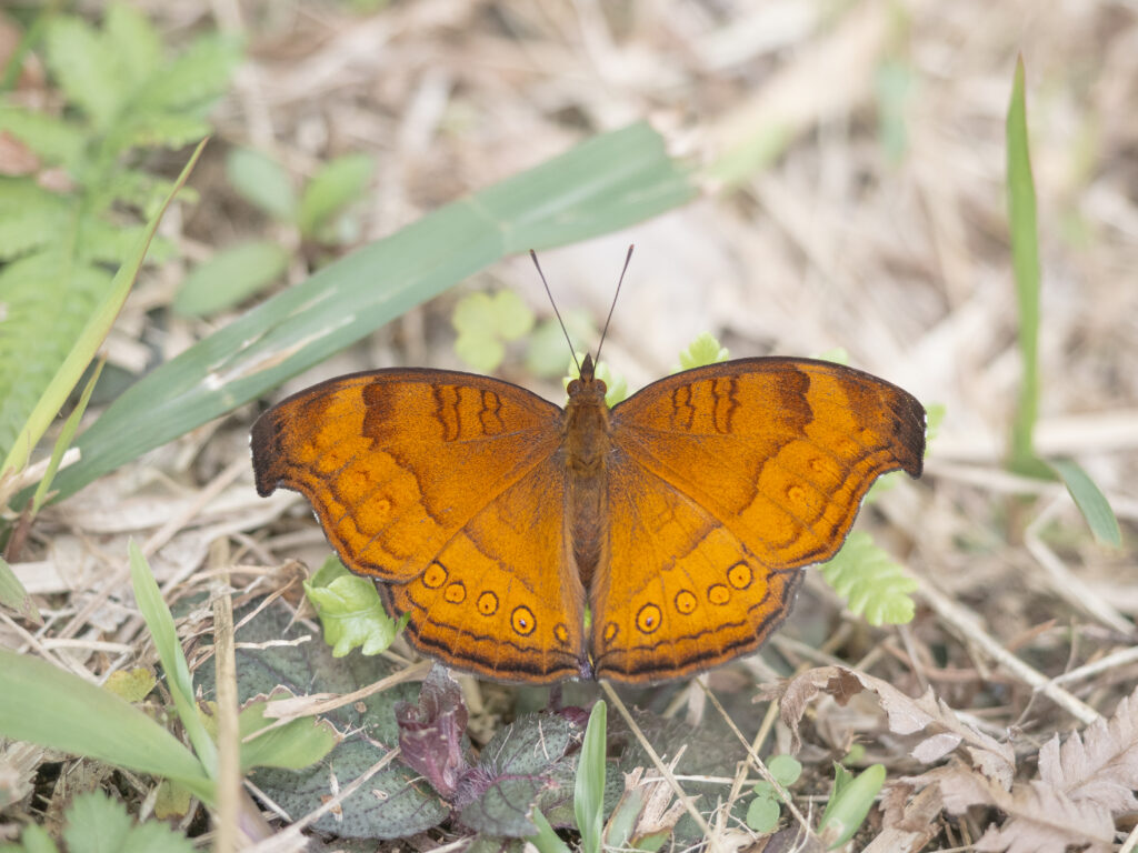イワサキタテハモドキ-Junonia hedonia