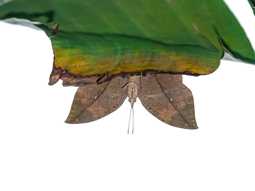 コノハチョウ-Kallima inachus