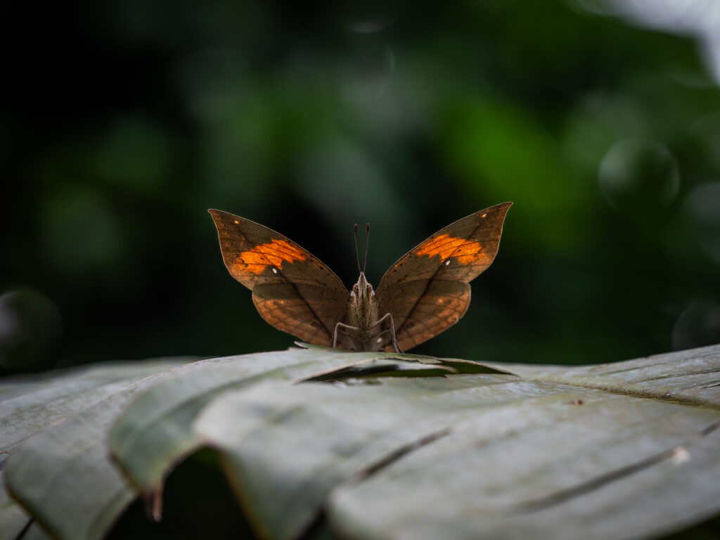 コノハチョウ-Kallima inachus