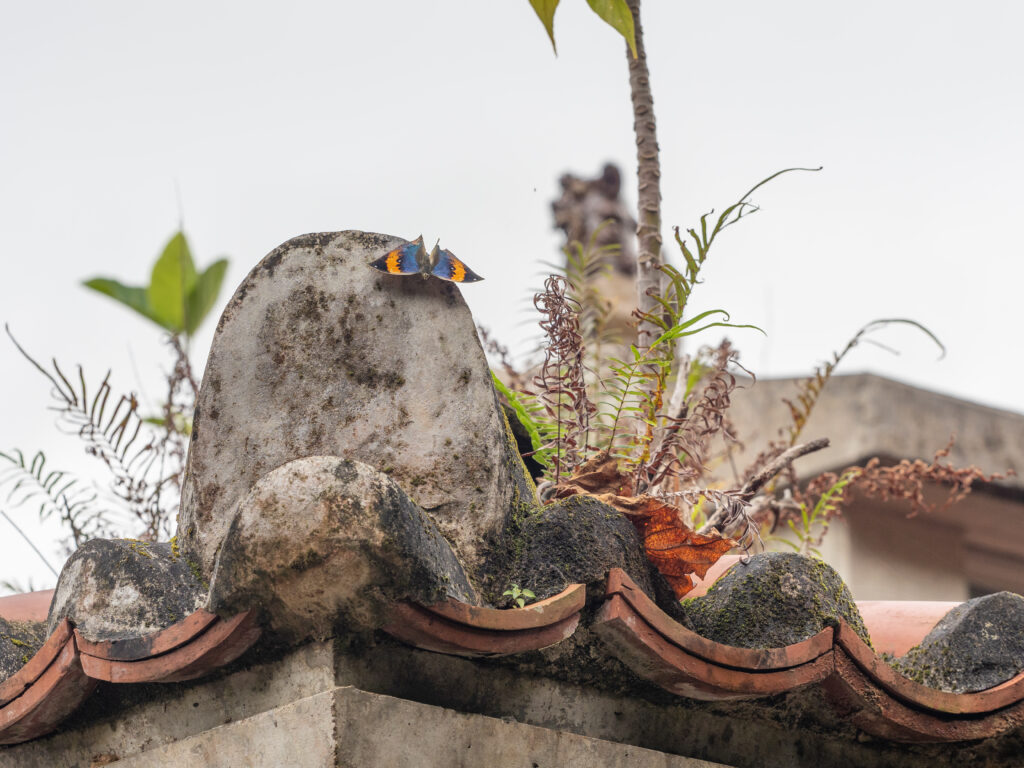 コノハチョウ-Kallima inachus