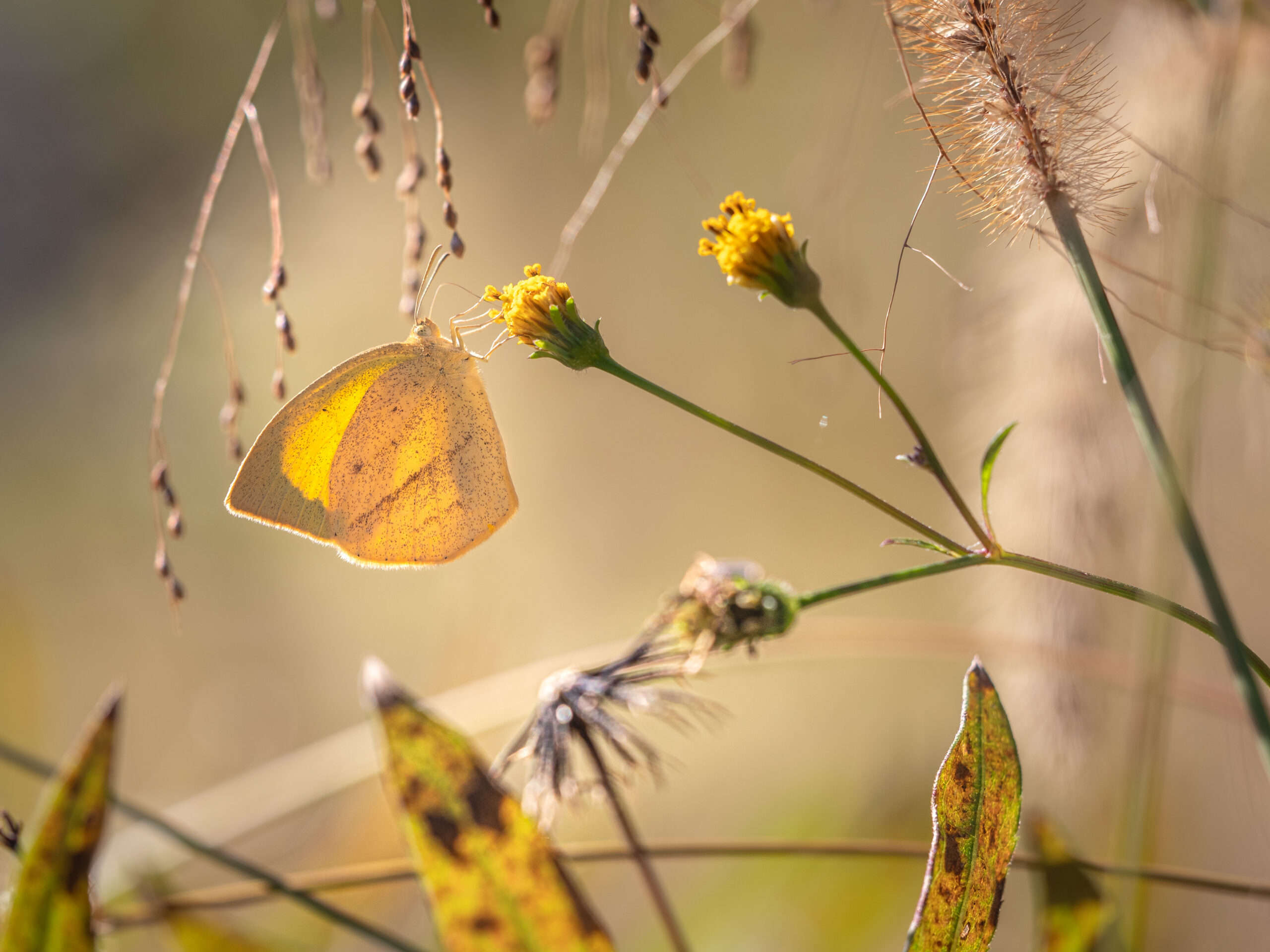 ツマグロキチョウ-Eurema laeta