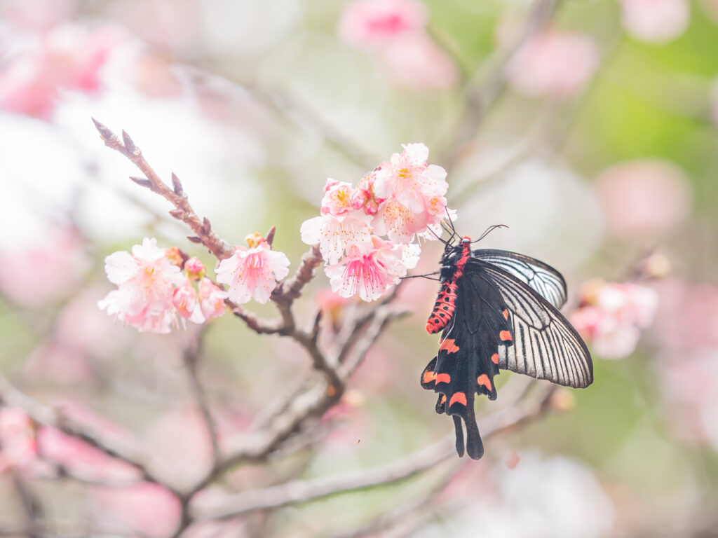 ジャコウアゲハ-Atrophaneura alcinous