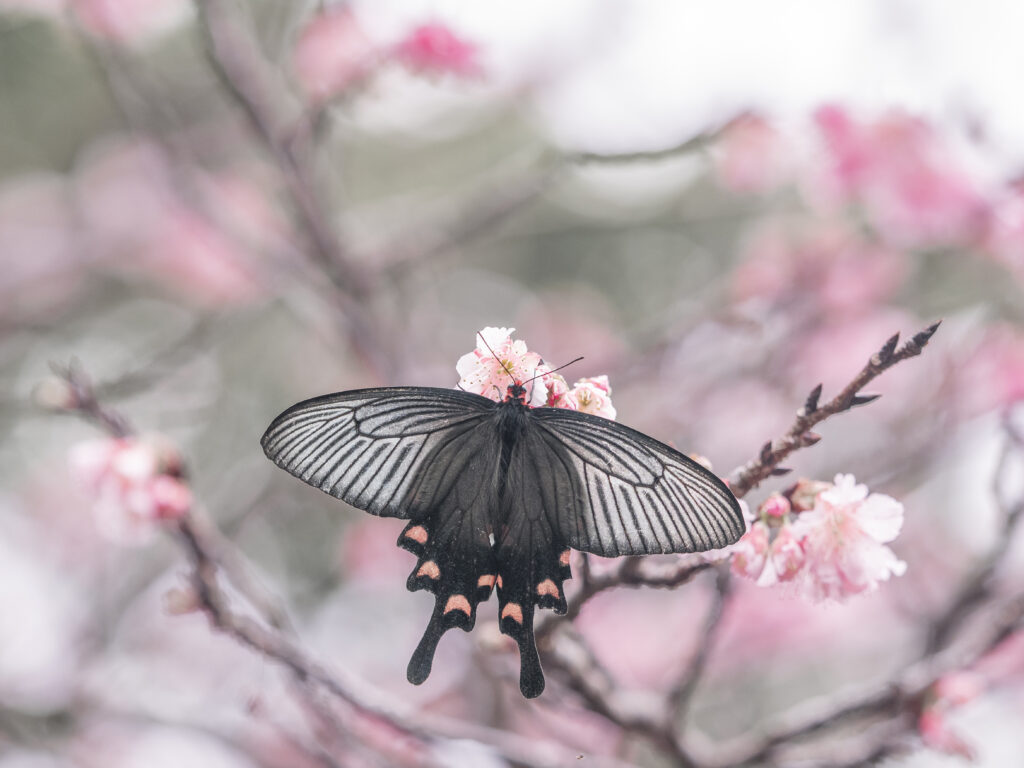 ジャコウアゲハ-Atrophaneura alcinous