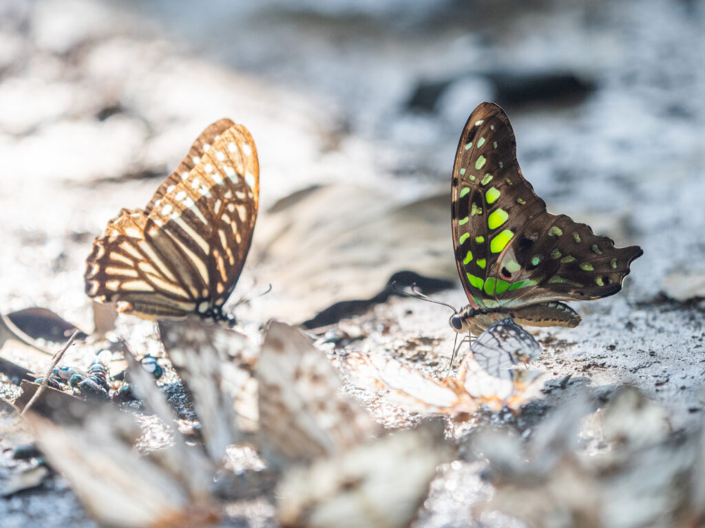 コモンタイマイ-Graphium agamemnon