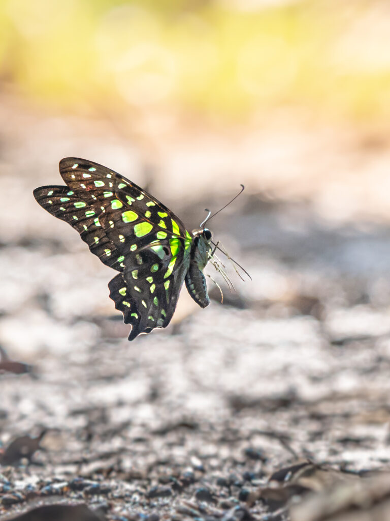 コモンタイマイ-Graphium agamemnon