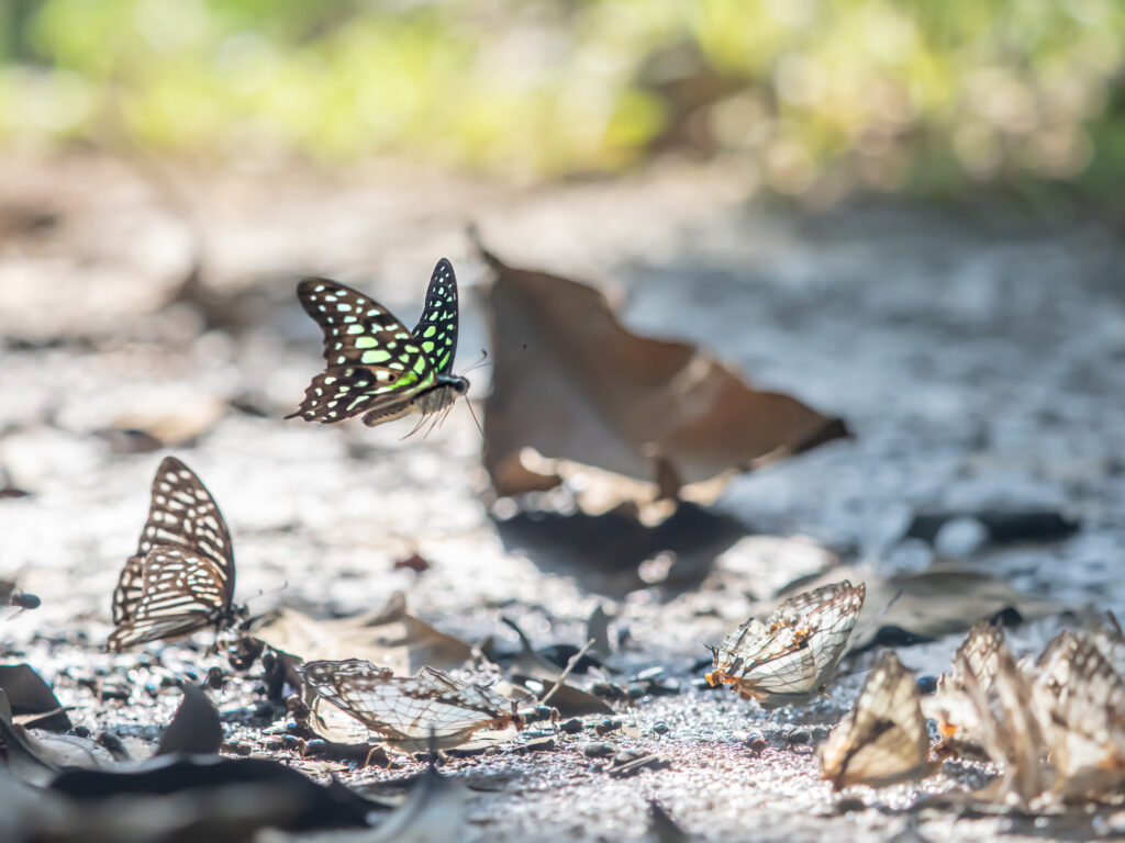 コモンタイマイ-Graphium agamemnon