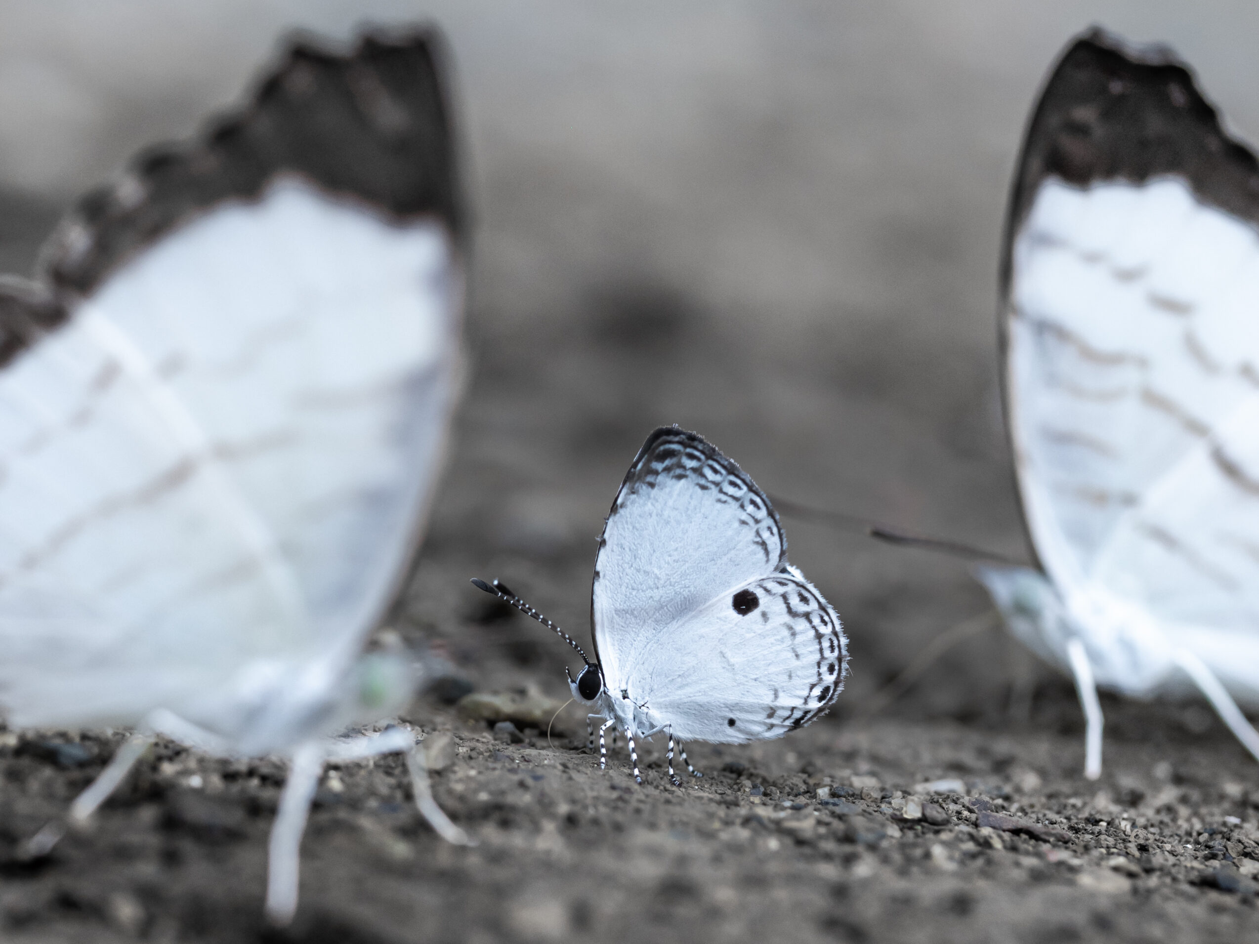 ヒメウラボシシジミ