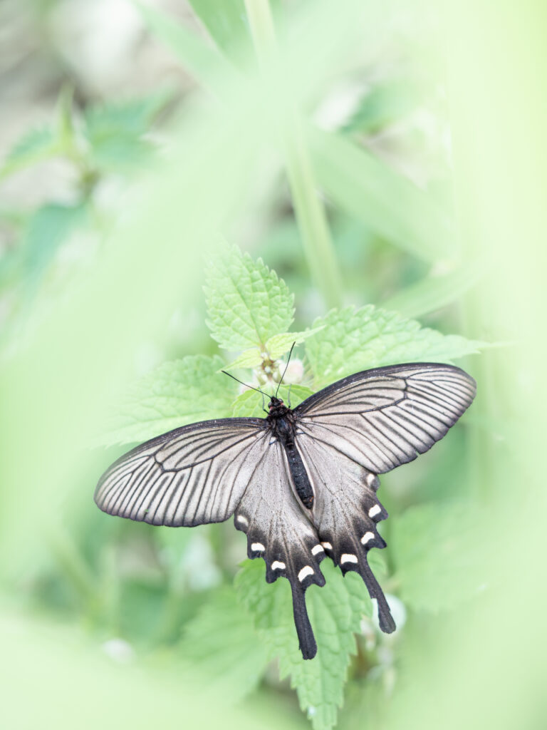 ジャコウアゲハ-Atrophaneura alcinous