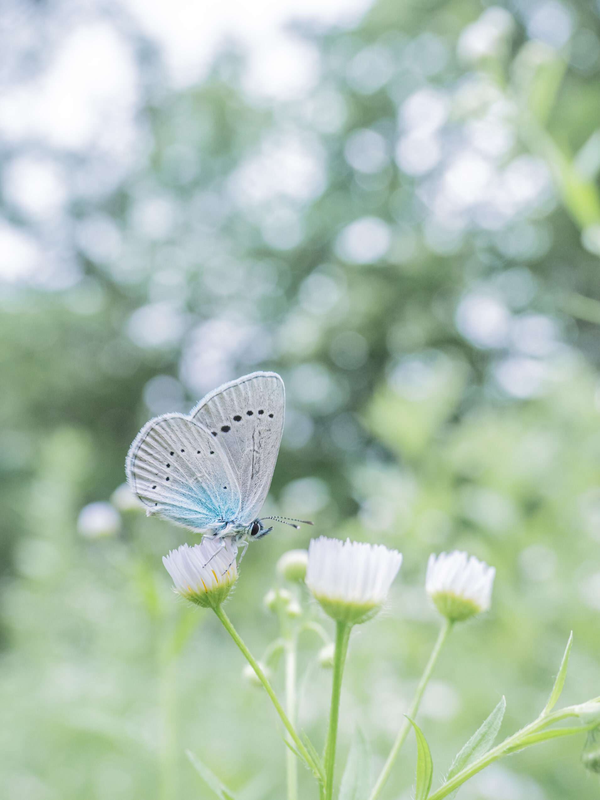 カバイロシジミ