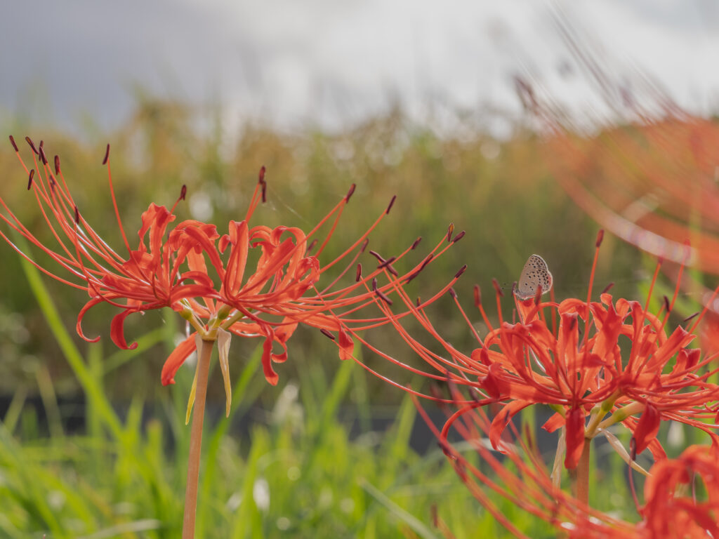 お彼岸の原風景