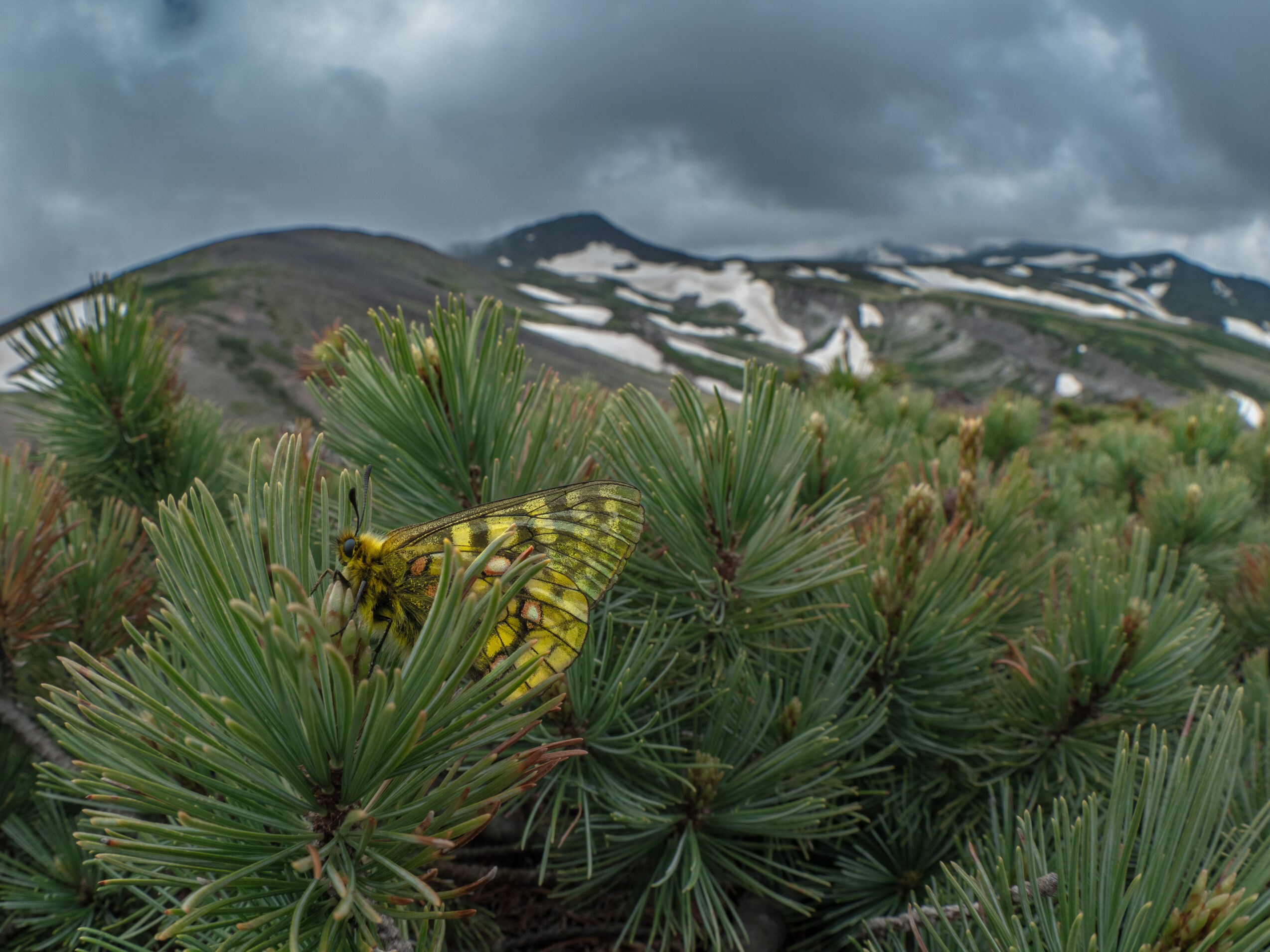 ウスバキチョウ-キイロウスバアゲハ