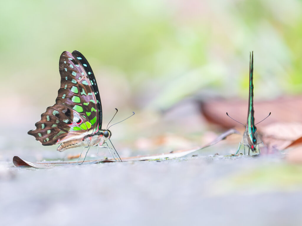 コモンタイマイ-Graphium Agamemnon