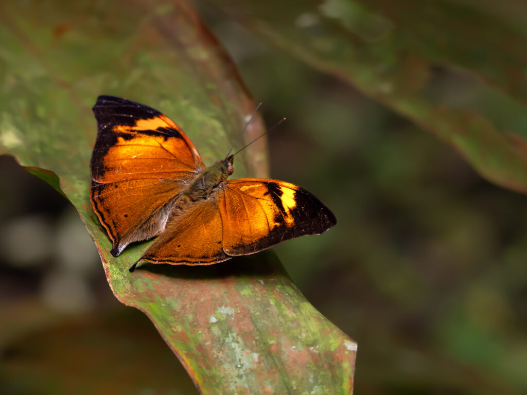 イワサキコノハ-Doleschallia polibeta