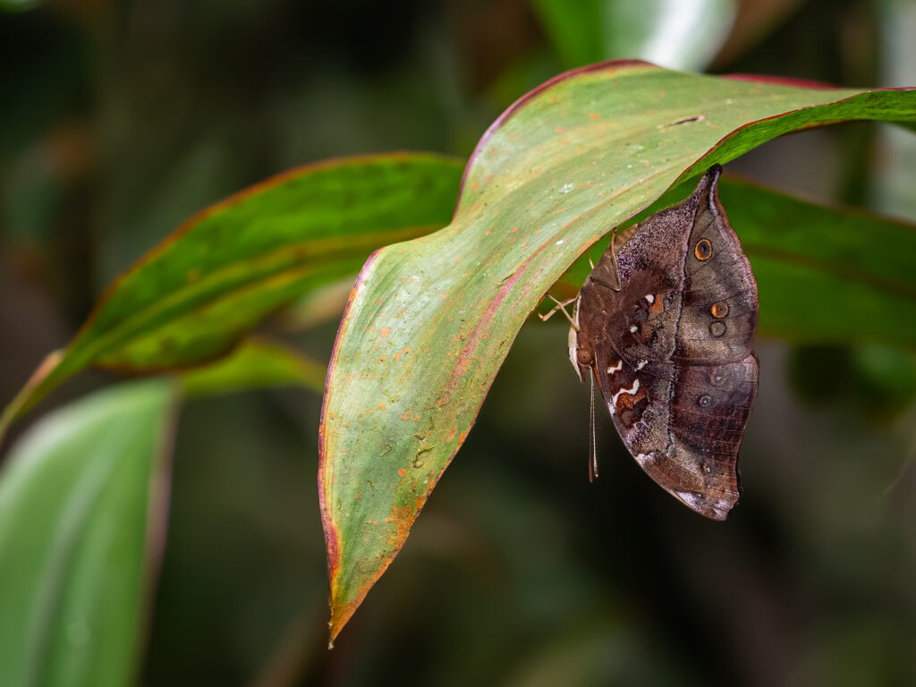 イワサキコノハ-Doleschallia polibeta