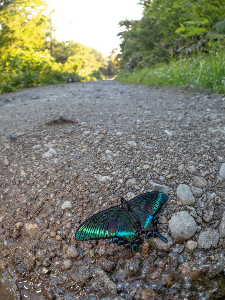 ミヤマカラスアゲハ-Papilio maackii