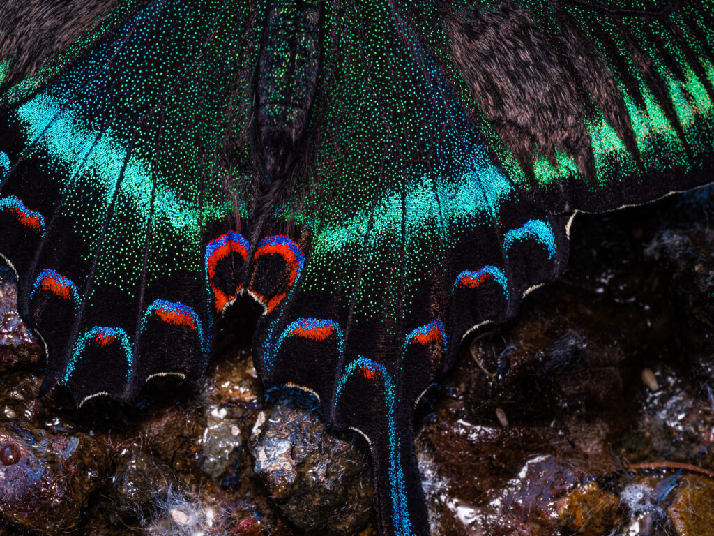 ミヤマカラスアゲハ-Papilio maackii