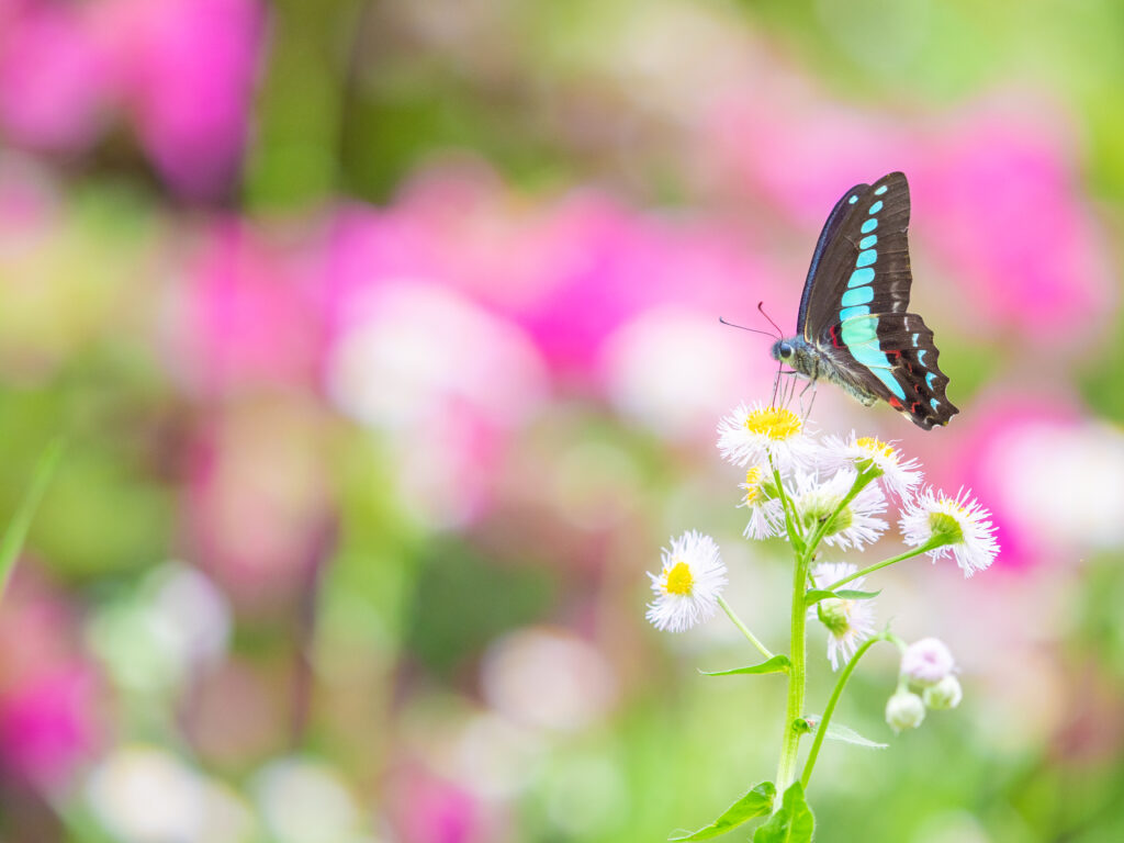 アオスジアゲハ-Graphium sarpedon