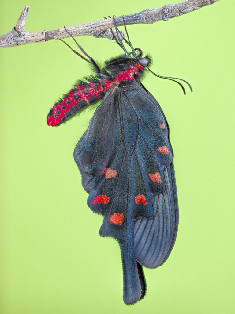 ジャコウアゲハ-Atrophaneura alcinous