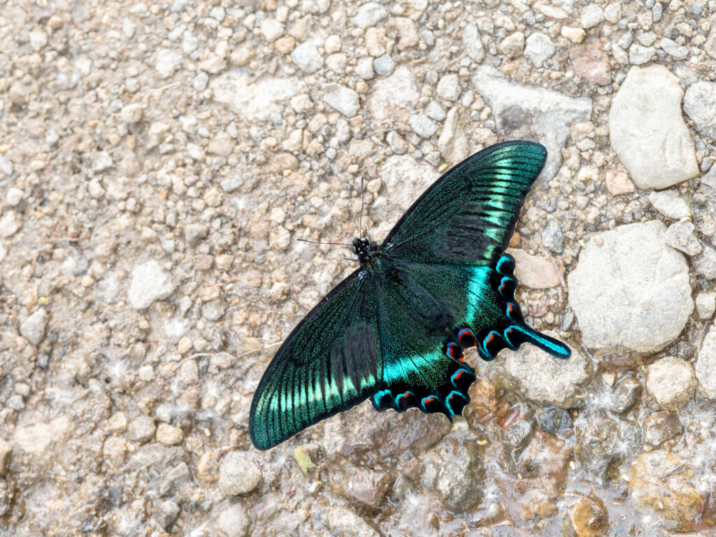 ミヤマカラスアゲハ-Papilio maackii