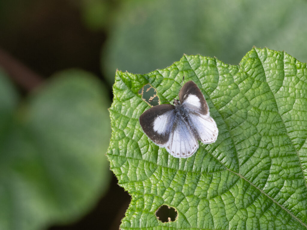 サツマシジミ-Udara albocaerule