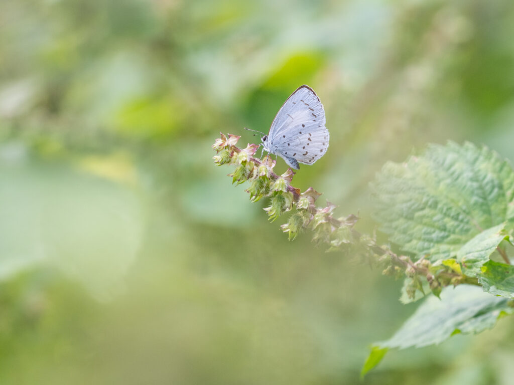サツマシジミ-Udara albocaerule