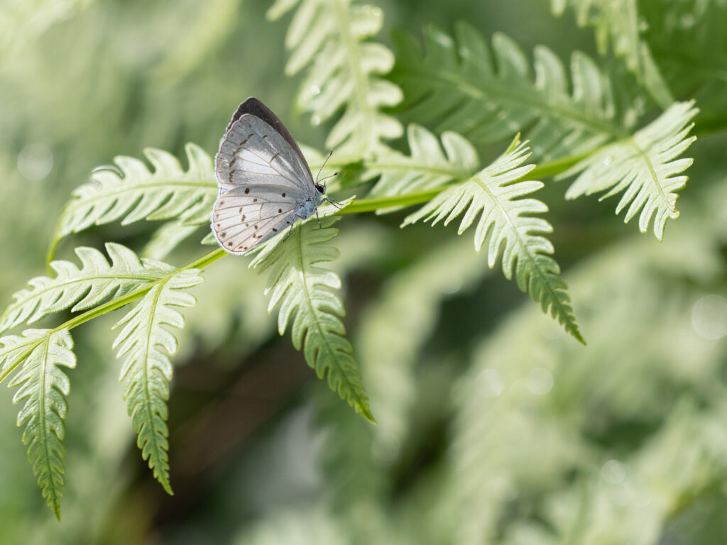 サツマシジミ-Udara albocaerule