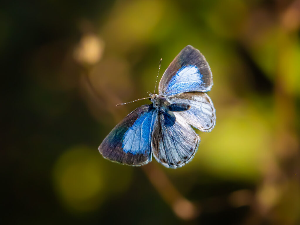 サツマシジミ-Udara albocaerule