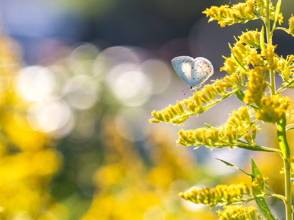 サツマシジミ-Udara albocaerule