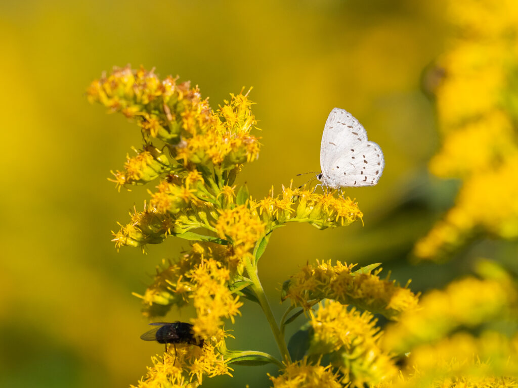 サツマシジミ-Udara albocaerule