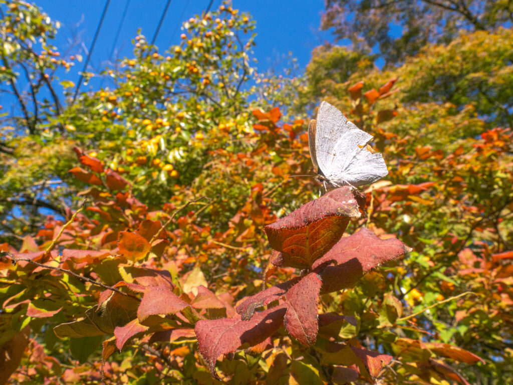 ウラギンシジミ　紅葉