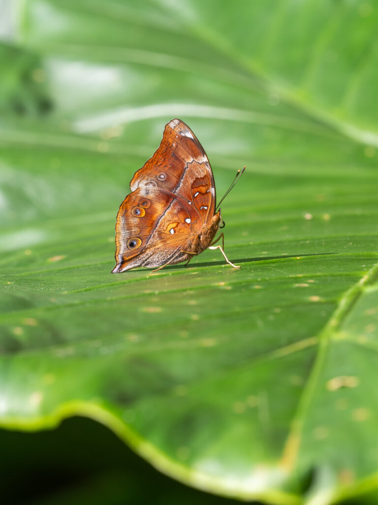 イワサキコノハ-Doleschallia polibeta