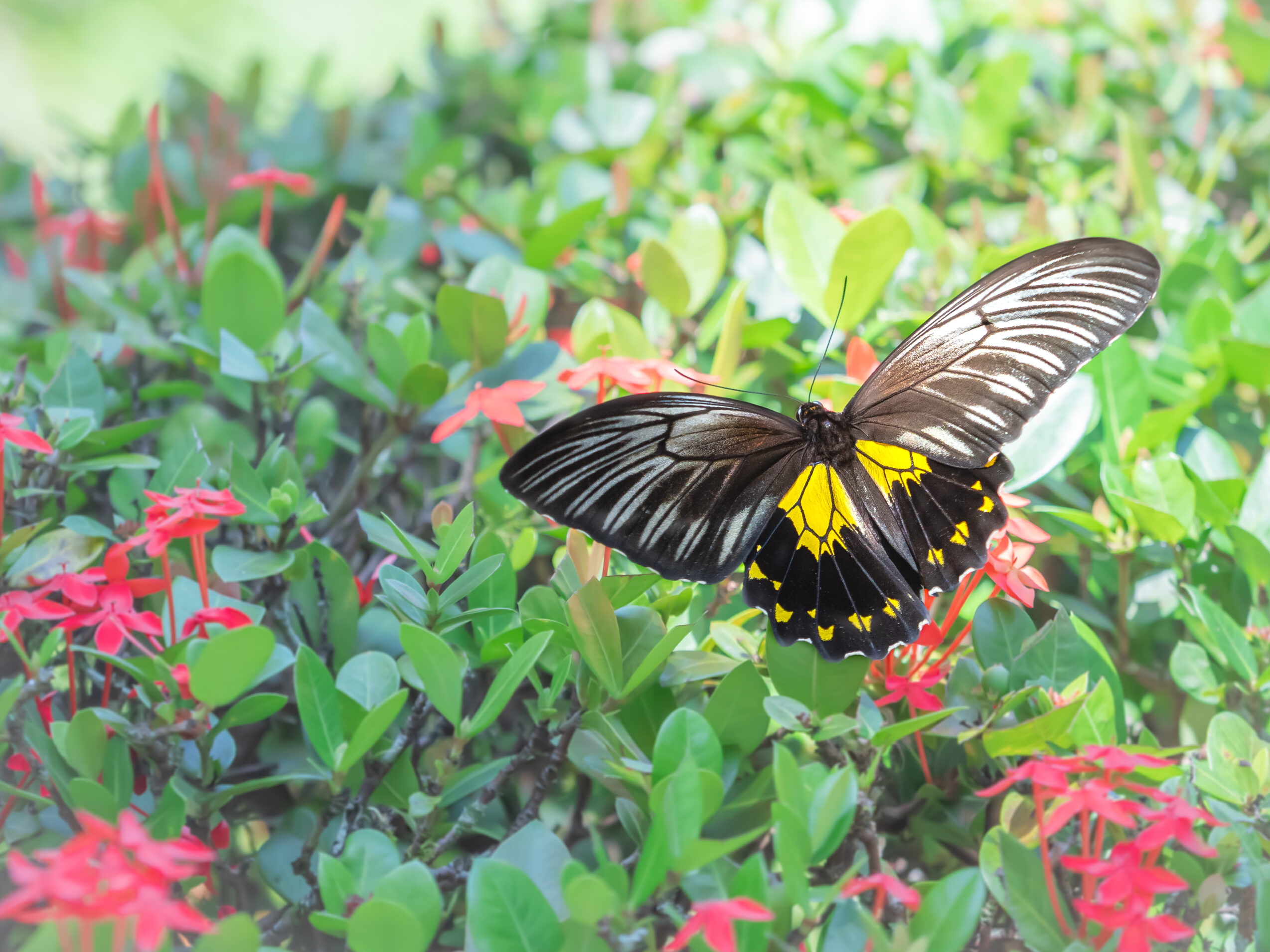 アンフリサスキシタアゲハ