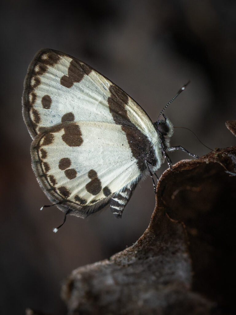 マノブスシロサカハチシジミ-Caleta manovus