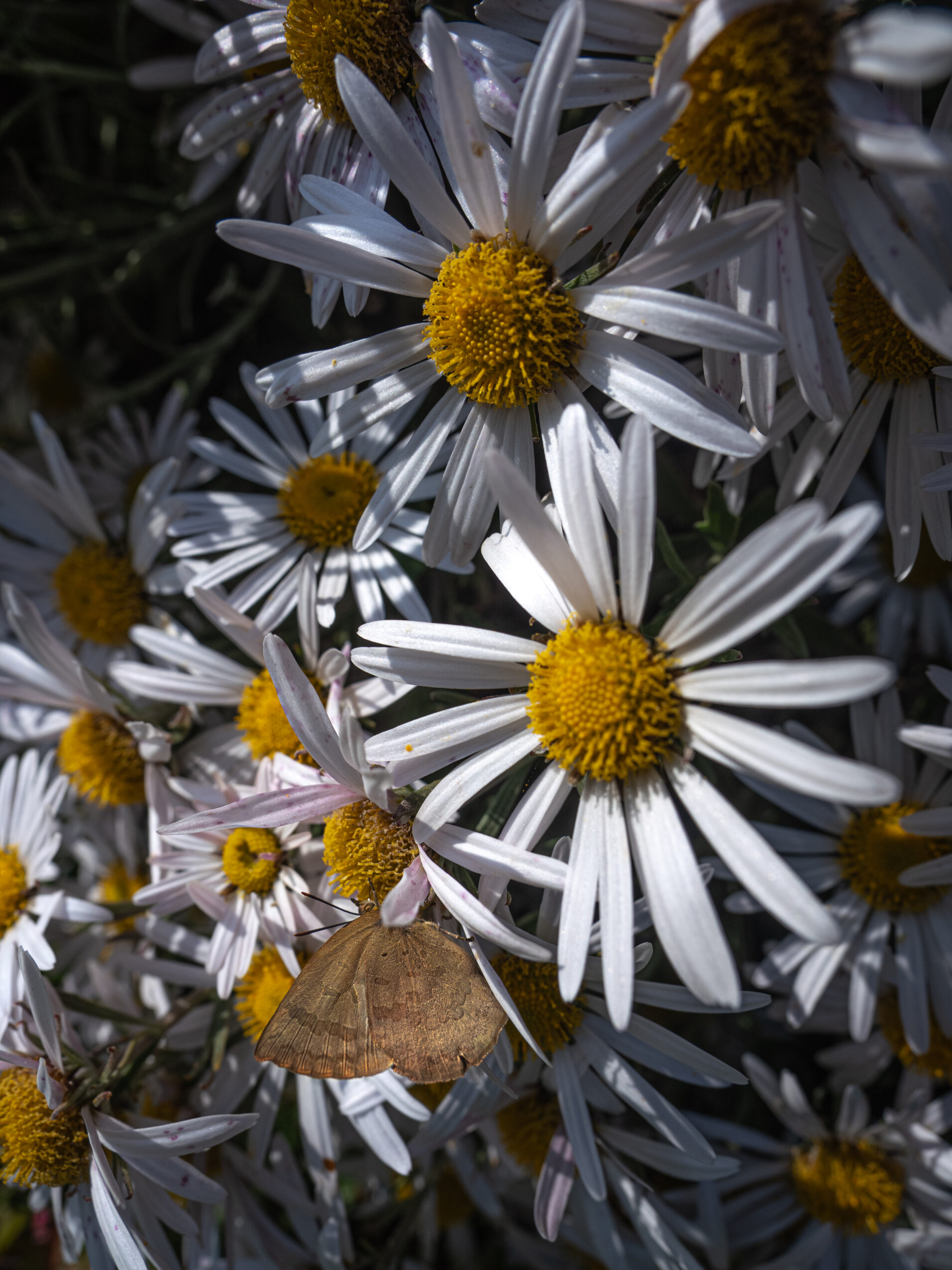 ムラサキシジミ